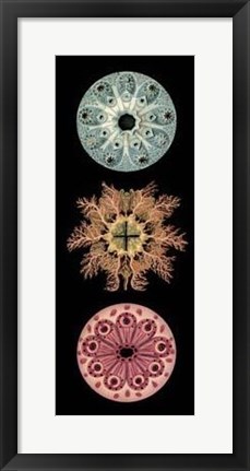 Framed Kaleidoscope Anemone I Print