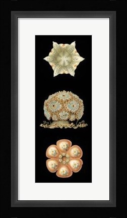 Framed Kaleidoscope Anemone III Print