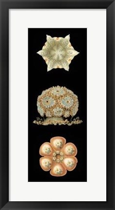 Framed Kaleidoscope Anemone III Print