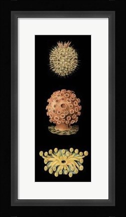 Framed Kaleidoscope Anemone IV Print