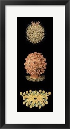 Framed Kaleidoscope Anemone IV Print