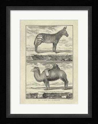 Framed Zebra Camel Print