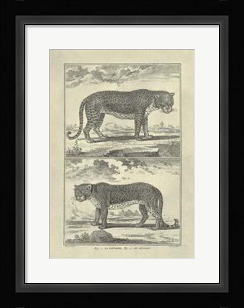 Framed Panther Leopard Print