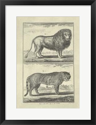 Framed Lion Tiger Print