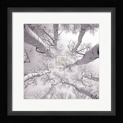 Framed Silver Birch Print