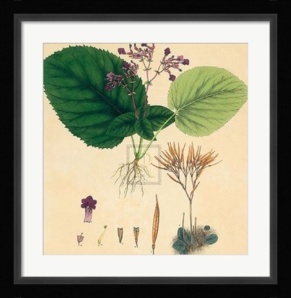 Framed Unpublished East Indian Plants I Print