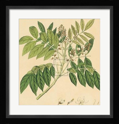 Framed Unpublished East Indian Plants II Print