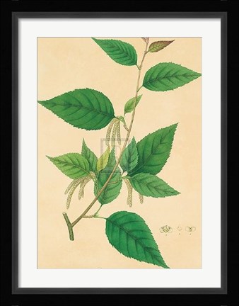 Framed Unpublished East Indian Plants III Print