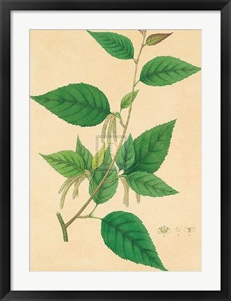 Framed Unpublished East Indian Plants III Print