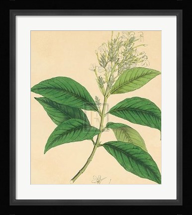 Framed Unpublished East Indian Plants IV Print