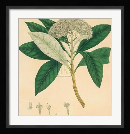 Framed Unpublished East Indian Plants V Print