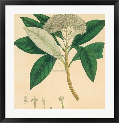Framed Unpublished East Indian Plants V Print