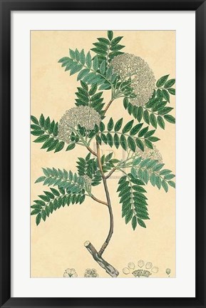 Framed Unpublished East Indian Plants VI Print