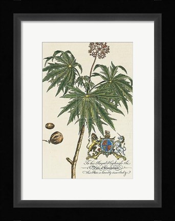 Framed Duke of Cumberland Botanical Print