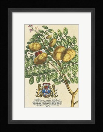 Framed Prince Saxegotha Botanical Print