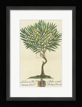 Framed Lord Bishop of London Botanical Print