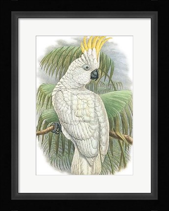 Framed Cacatua Ophthalmica I Print