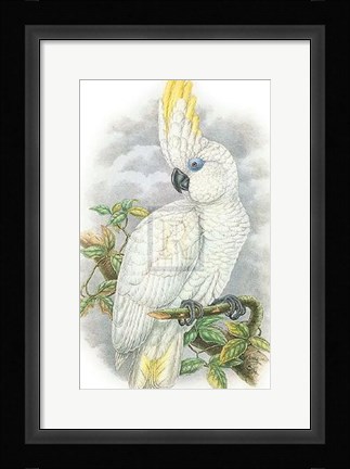 Framed Cacatua Ophthalmica II Print