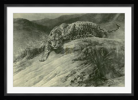 Framed Leopard Print