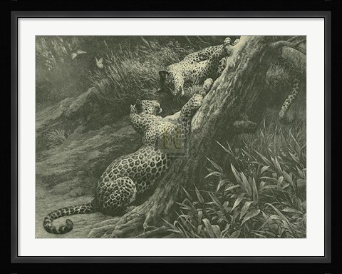 Framed Leopards on a Branch Print