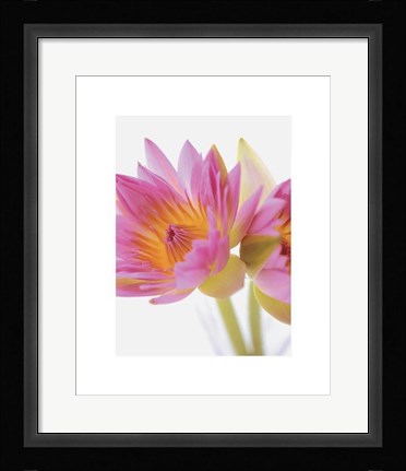 Framed Lotus Blossoms Print
