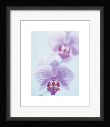 Framed Two Orchids Print