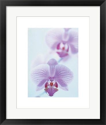 Framed Two Orchids Print