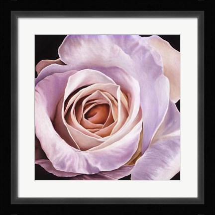 Framed White Rose At Dusk Print