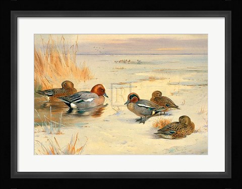 Framed Wigeon and Teal Print