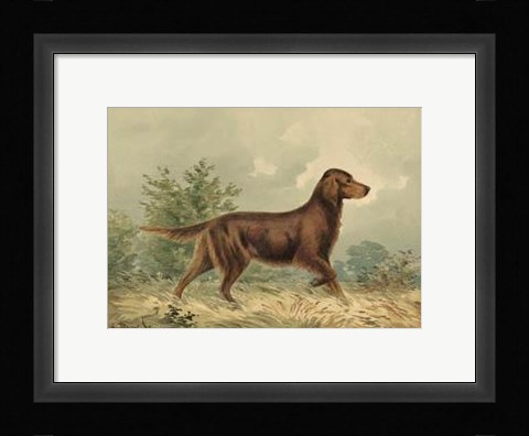 Framed Irish Setter I Print