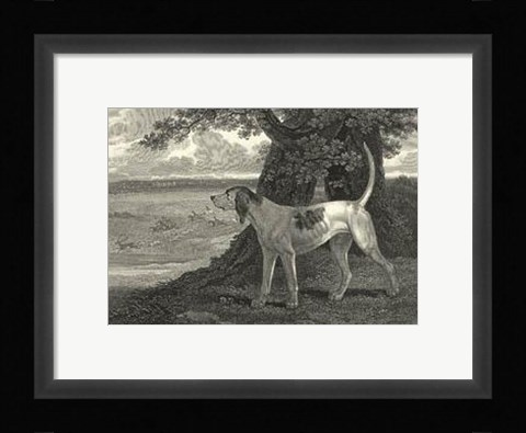 Framed Staghound Print