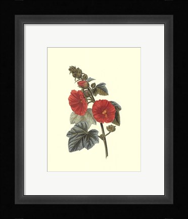 Framed Crimson Beauty II Print