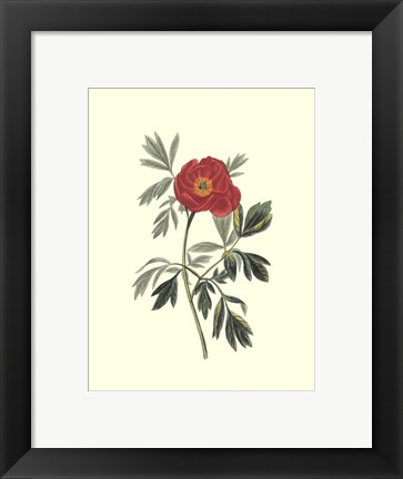 Framed Crimson Beauty III Print