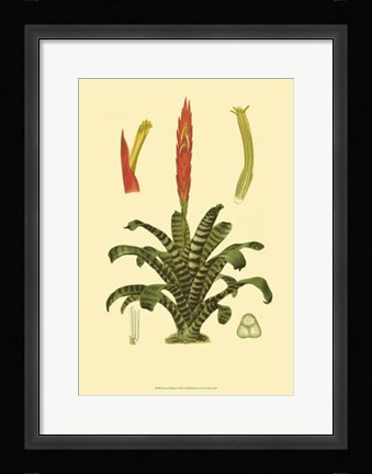 Framed Tropical Tillandsia Print