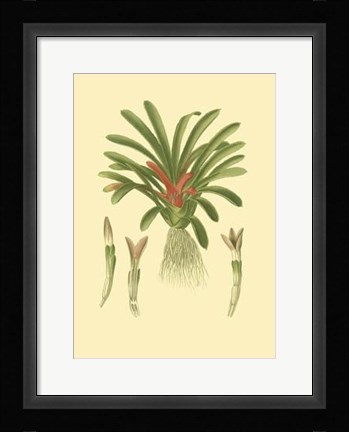 Framed Tropical Karatas Print