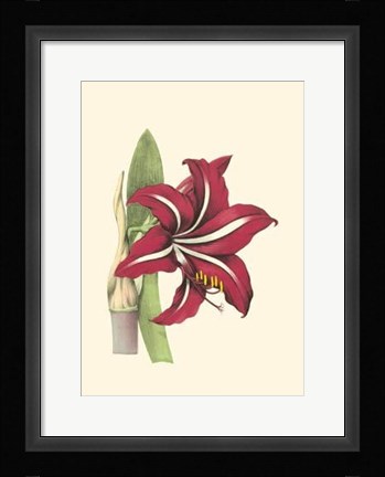 Framed Amaryllis Blooms I Print