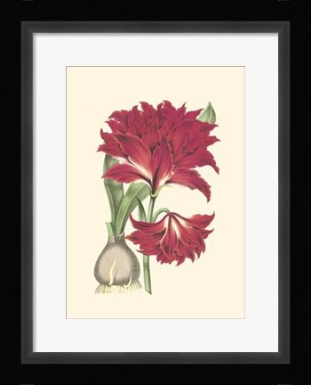 Framed Amaryllis Blooms II Print