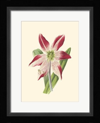 Framed Amaryllis Blooms IV Print