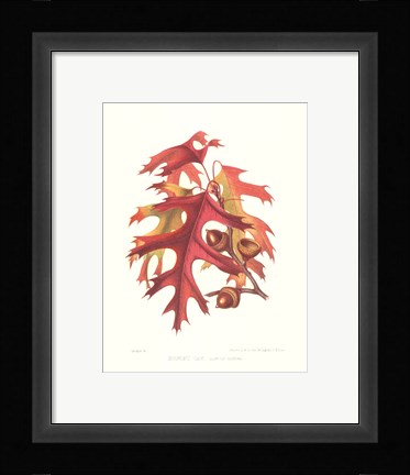 Framed Scarlet Oak Print