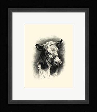 Framed Antique Cattle I Print