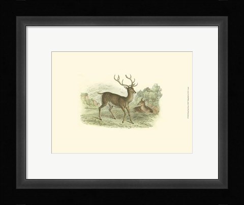 Framed Petite Red Deer Print