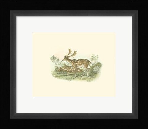 Framed Petite Fallow Deer Print