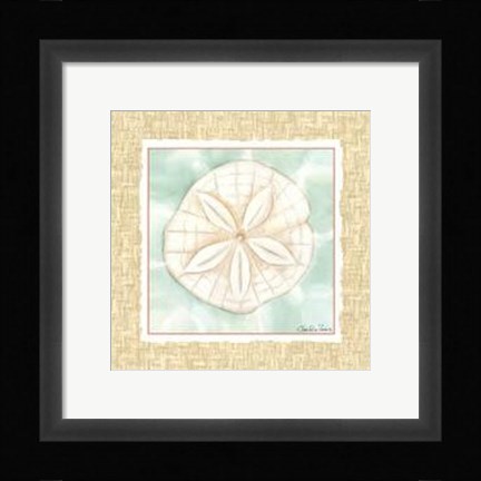 Framed Ocean Sanddollar Print