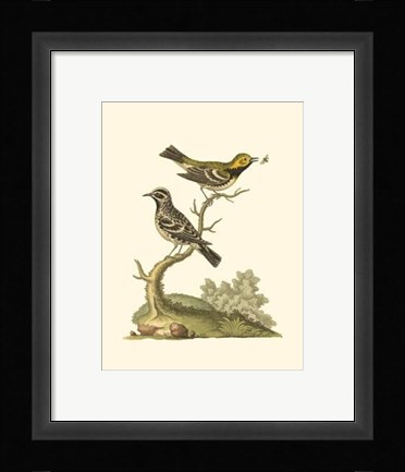 Framed Petite Bird Study II Print