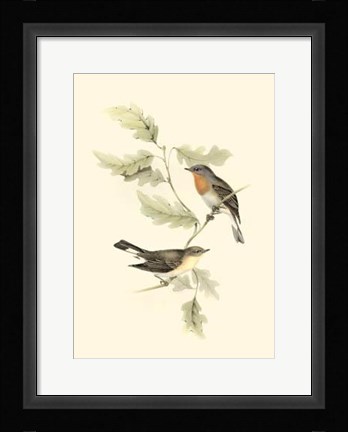 Framed Gould's Red-Breasted Fly-Catcher Print