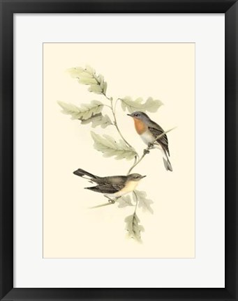 Framed Gould's Red-Breasted Fly-Catcher Print