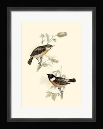 Framed Gould's Stone-Chat Print