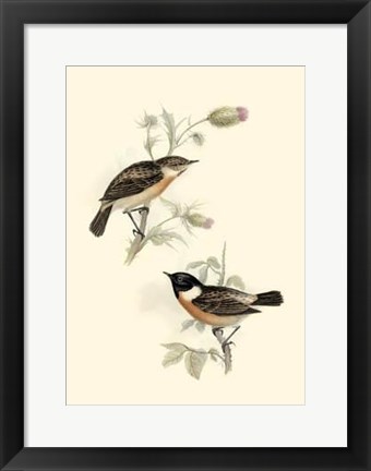 Framed Gould's Stone-Chat Print