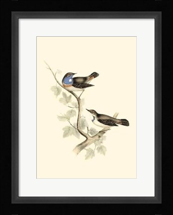 Framed Gould's Blue-Throated Warbler Print