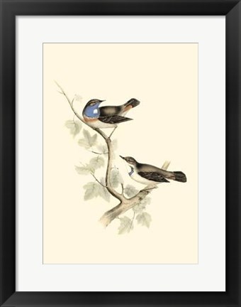 Framed Gould's Blue-Throated Warbler Print